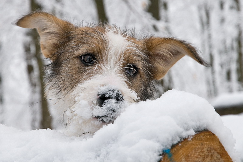 Felix D35_3948 als Smart-Objekt-1 Kopie.jpg - Wo ist das Leckerchen ?